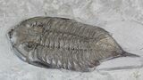 Large, Dalmanites Trilobite - New York #42683-3